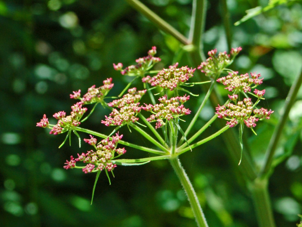 Heracleum sphondylium / Panace comune